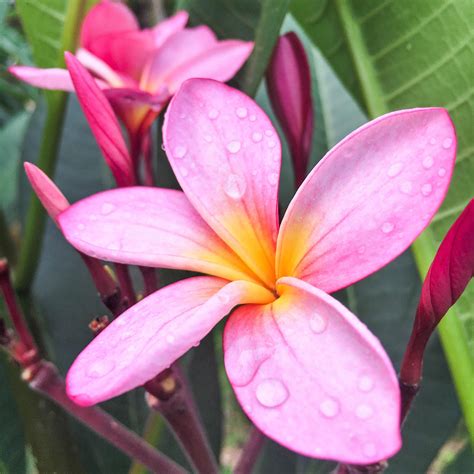 Plumeria Plant Pink Shades Potted Plumeria Plants Easy To Grow Bulbs