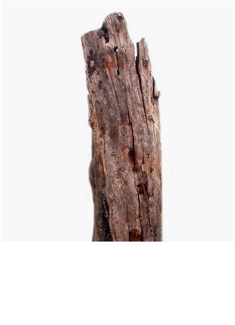 Tree Trunk Branch Wood Transparent Background Tree Trunk Png Png