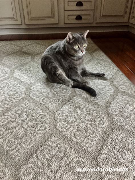 Are Cats Lactose Intolerant? - Two Adorable Labs