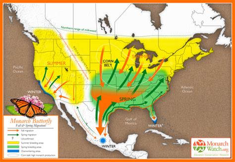 Monarch Butterflies Heading Our Way As Drought Sets Stage For What
