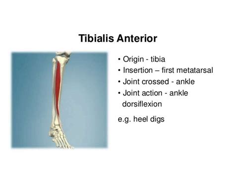 Insertion Of Tibialis Anterior Musculoskeletal