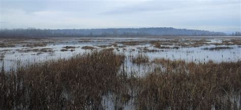 Nisqually River Delta Us Geological Survey
