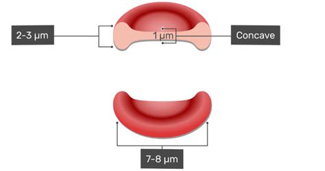 Red blood corpuscle membrane structure and defect. General Structure and Functions of Red Blood Cells