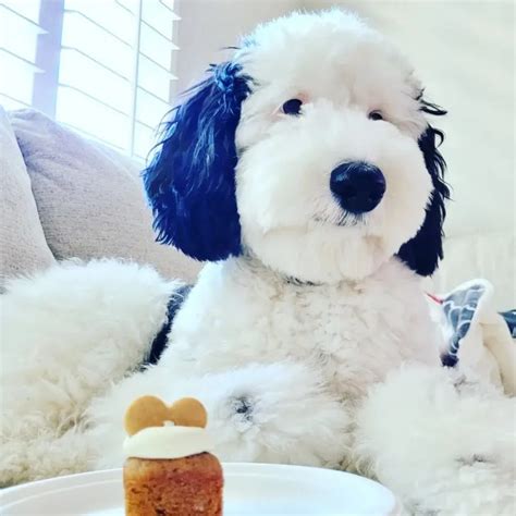 Meet Bayley The Mini Sheepadoodle Turned Real Life Snoopy Doppelganger