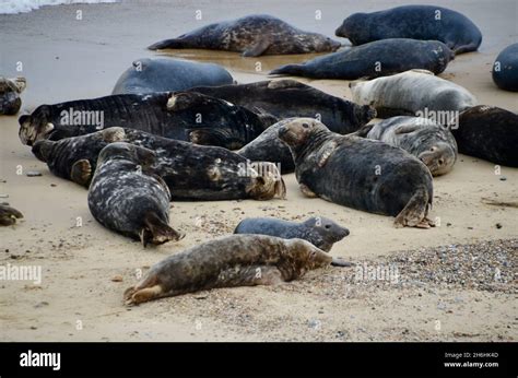 Seals At The Horsey Beach Grey Seal Colony Norfolk England Uk Stock