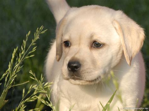 Friendly Puppy Pictures