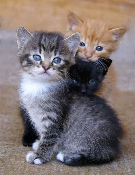 Que Tiernos 😍 Gatos Bonitos Gatos
