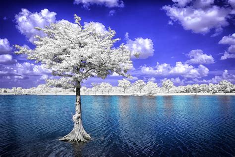 Sister Island Tree By Helios Spada On Deviantart