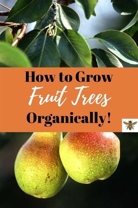 how to grow fruit trees organically growing fruit trees organically is simple with these tips