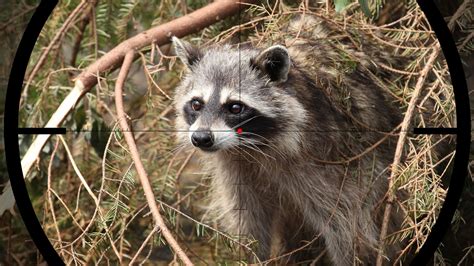 A Beginners Guide To Raccoon Hunting