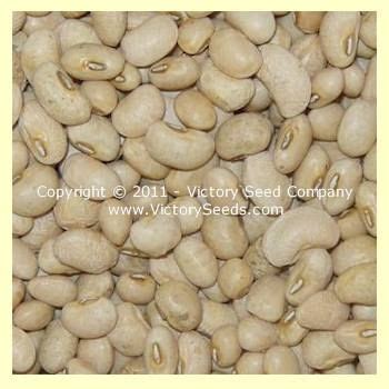 We did not find results for: Cream 8 Southern Pea (Cowpea) - Heirloom, Open-Pollinated ...