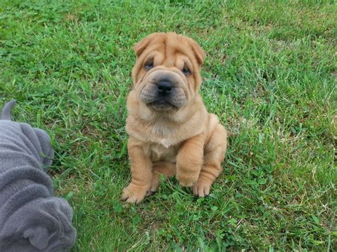 Chinese Shar Pei Puppies For Sale Martinsville Va 192169