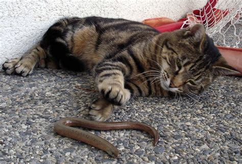 Maybe you would like to learn more about one of these? Diese Blindschleiche gehört mir ! Foto & Bild | tiere ...