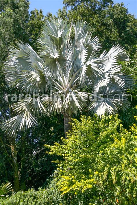 Bismarckia nobilis also known as bismarck palm. Bismarckia nobilis 'Silver' - Bismarck Palm - Buy seeds at ...