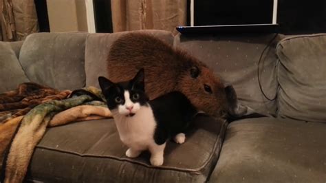 Cat And Capybara Youtube