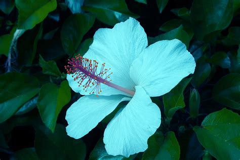 Hibiscus ‘cajun Blue Hibiscus Rosa Sinensis Hybrid The Delicate