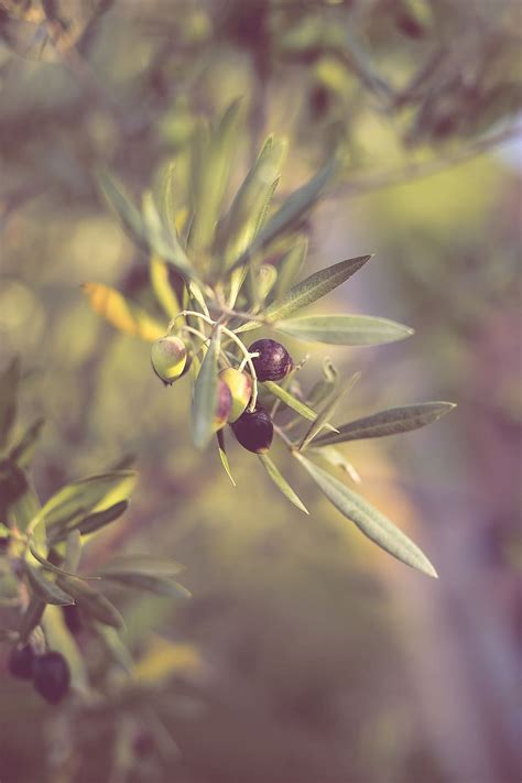 Hd Wallpaper Olives Olive Tree Olive Branch Plant Nature Green