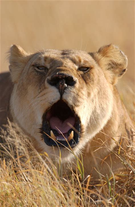 Malcolm Schuyl Wildlife Photography Lioness Panthera Leo Roaring