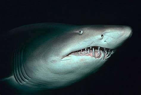 Lets Talk About The Spotted Ragged Tooth Shark In Sa