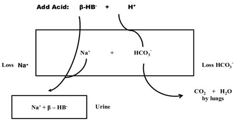 Development Of Hyperchloremic Metabolic Acidosis Non Anion Gap In Dka