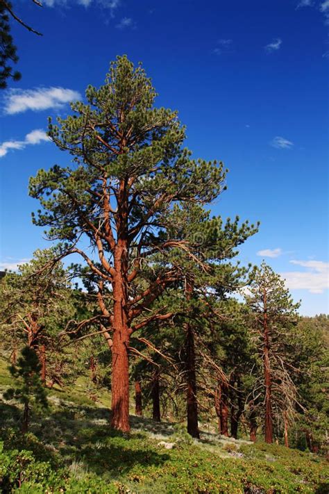 Ponderosa Pine Tree On The Eastern Slope Of The Sierra Nevada