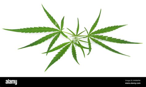 Cannabis Leaves Over White Background Stock Photo Alamy