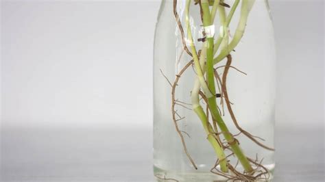 Pothos Root Rot — Identification Treatment Prevention