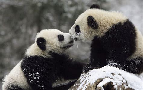 Two Giant Panda Cubs Kissed On A Snowy Rock Let It Snow These Pics