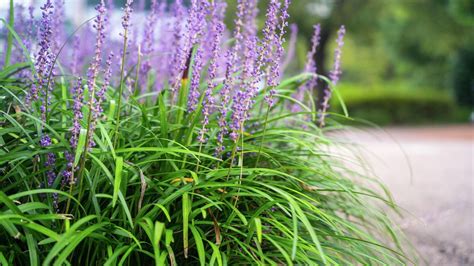 How To Grow And Care For Liriope Bunnings New Zealand