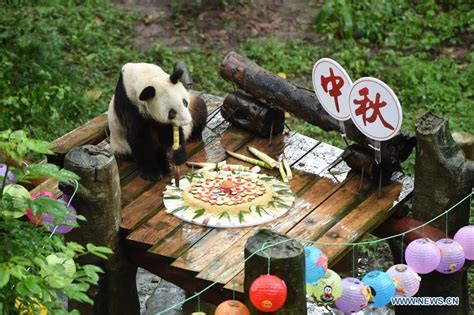 Worlds Oldest Captive Giant Panda Passes Away Asian Telegraph Qatar