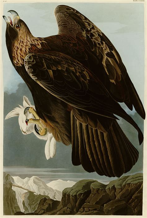 Shukernature Washingtons Eagle And Other Giant Mystery Eagles Of