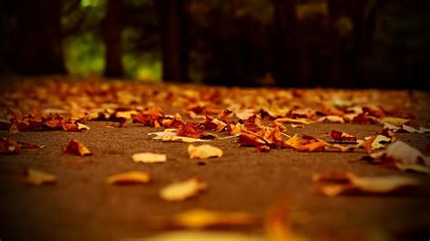 Dried Maple Leaves On The Ground Hd Wallpaper Wallpaper Flare