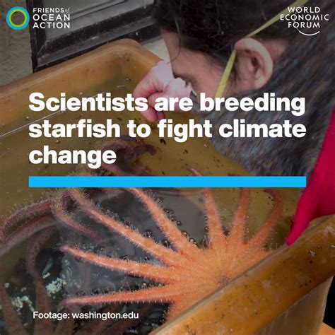 Scientists Are Breeding Starfish To Fight Climate Change World