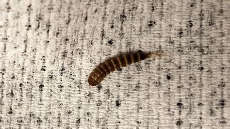 How To Get Rid Of Bed Worms Quickly And Naturally Carpet Bugs Worm