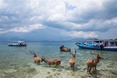 Tipps Für Menjangan Island Und Den Bali Barat Nationalpark › Indojunkie