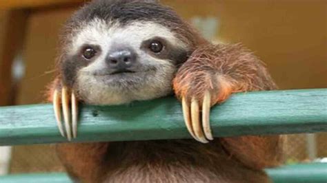 Your Votes Are In Sloths Are Cute Atlas Obscura