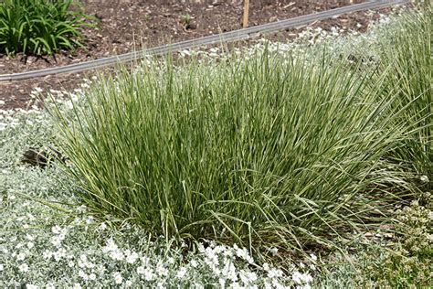 Overdam Feather Reed Grass Calamagrostis X Acutiflora