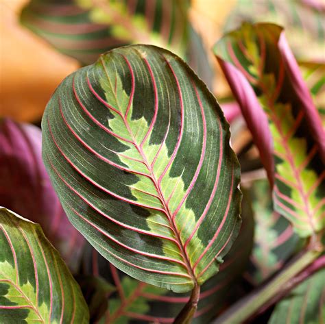 These large indoor plants can improve air quality and give you a lush atmosphere. Indoor Plants for Low Light | Better Homes & Gardens