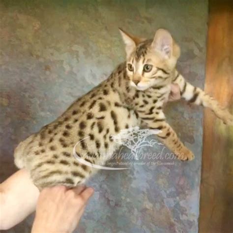 F3 Savannah Kittens for Sale | Savannah Cat Breed