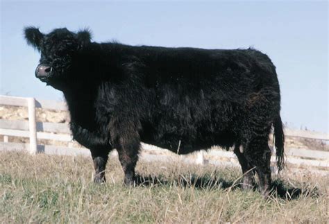 Galloway Cattle Info Size Lifespan Uses And Pictures