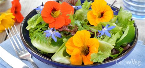 5 Edible Flowers To Grow In Your Vegetable Garden