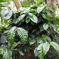 Howard.carshalton has uploaded 1556 photos to flickr. Tropical plants | City of Vancouver