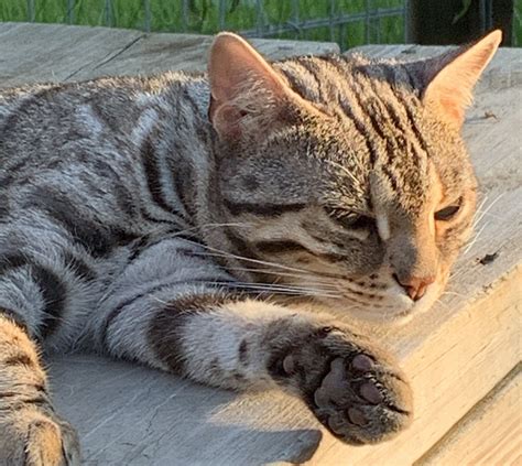 Talk to other bengal cat owners, reputable breeders, and bengal cat rescues such as the great lakes bengal rescue. Bonzai the beautiful Bengal cat | Wildcat Sanctuary MN