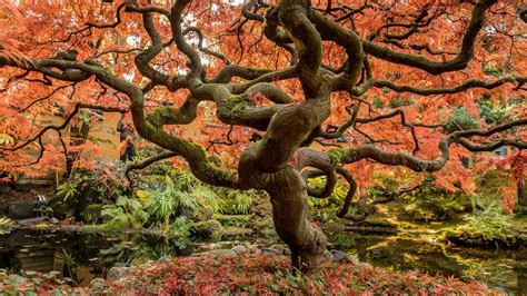 Top 9 Best Landscaping Trees For A Beautiful Front Yard Just Trees Online