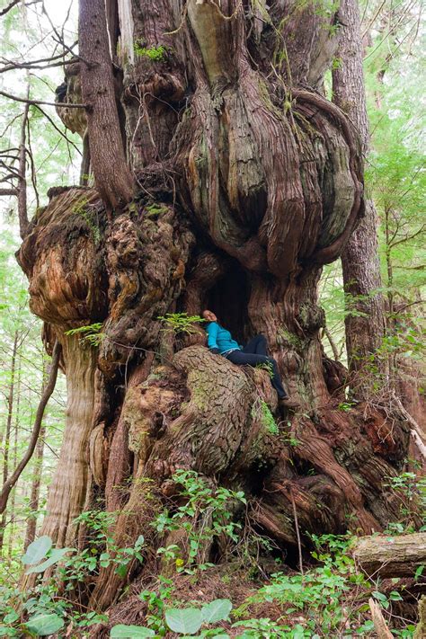 Cheewhat Cedar - Canada's Largest Tree — TJ WATT