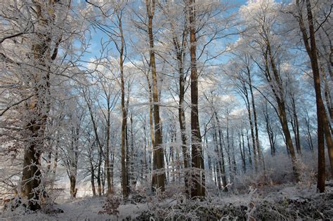 Bild Mit Natur Landschaften Bäume Winter Schnee Wälder Wald Baum