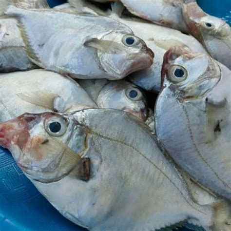 Jual Ikan Petek Ikan Pepetek Besar Ikan Eksport Ikan Langka 1 Kg