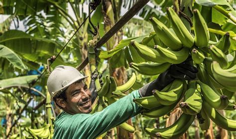Première Certification D’une Exploitation Des Bananes Selon La Norme 2020 Sur L’agriculture