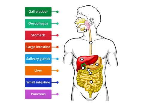 The digestive system is made up of the digestive tract and other organs that aid in digestion. DIGESTIVE SYSTEM - Labelled diagram