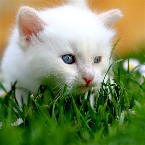 White Kitten In Grass Stock Photo Image Of Adorable White 5222574